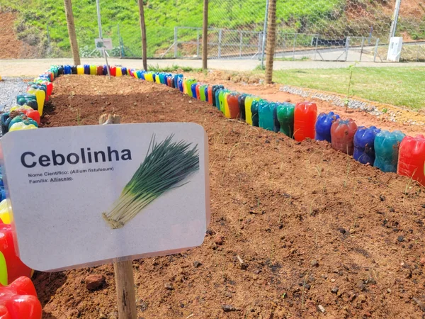 Penitenciária de Muriaé fornece 1,4 mil mudas para cultivo de horta comunitária em escola municipal