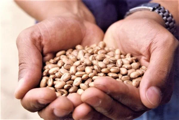Agricultores atingidos pela seca começam a colher feijão de sementes doadas pelo Governo de Minas 