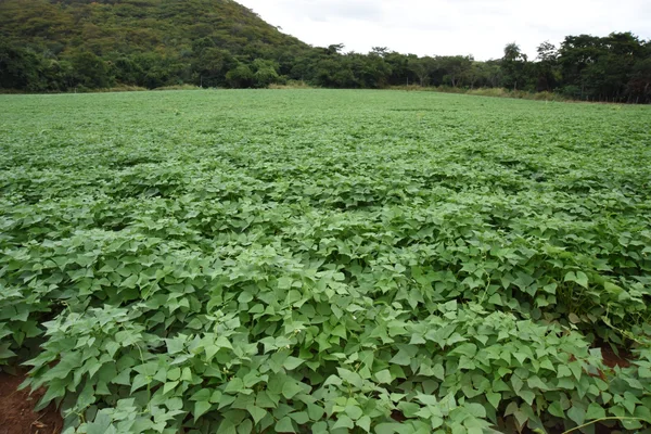Agricultores atingidos pela seca começam a colher feijão de sementes doadas pelo Governo de Minas