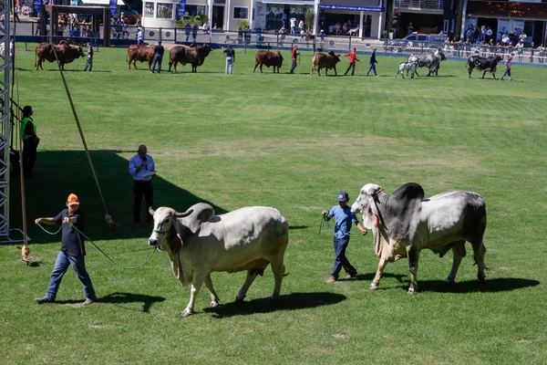 Governo de Minas promove série de ações para produtores e mercado na 89ª ExpoZebu