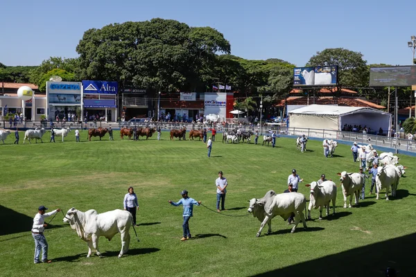 Governo de Minas promove série de ações para produtores e mercado na 89ª ExpoZebu