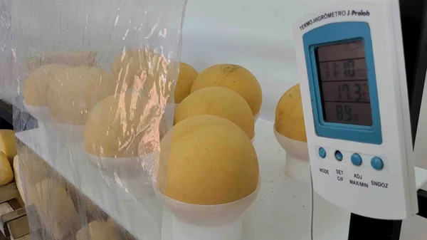 Minas produz requeijão a partir de queijo fora do padrão comercial