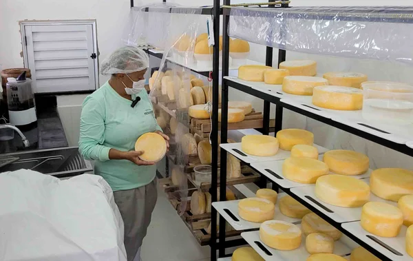 Minas produz requeijão a partir de queijo fora do padrão comercial