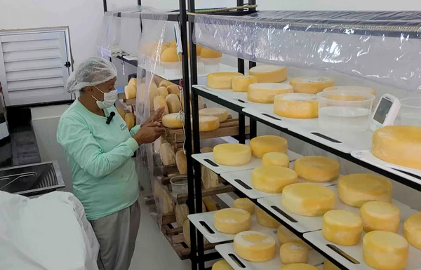 Minas produz requeijão a partir de queijo fora do padrão comercial