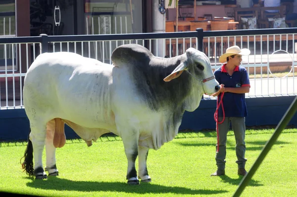 A ExpoZebu reúne cerca de 2.000 exemplares das raças zebuínas