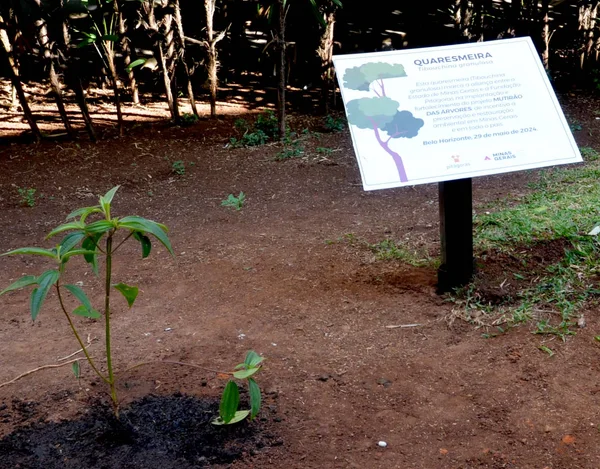 Governo de Minas integra Mutirão das Árvores, iniciativa para plantar mais de 100 milhões de árvores no estado