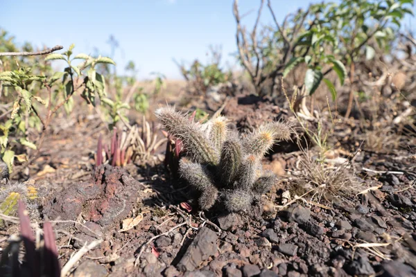 Cacto Arthrocereus glaziovii