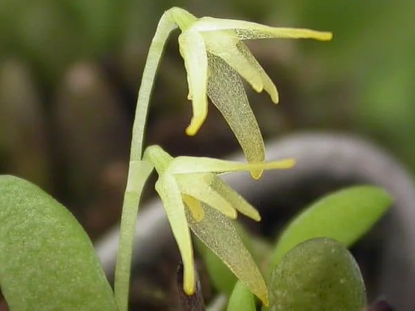 Orquídea Anathallis ourobranquensis