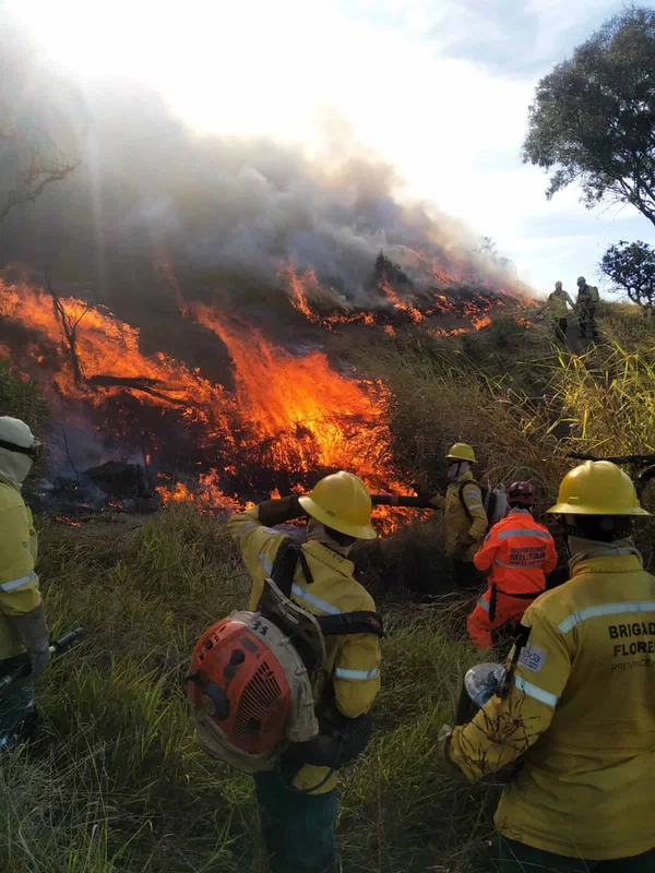 Guardiões da natureza, brigadistas atuam de forma fundamental no combate a incêndios florestais