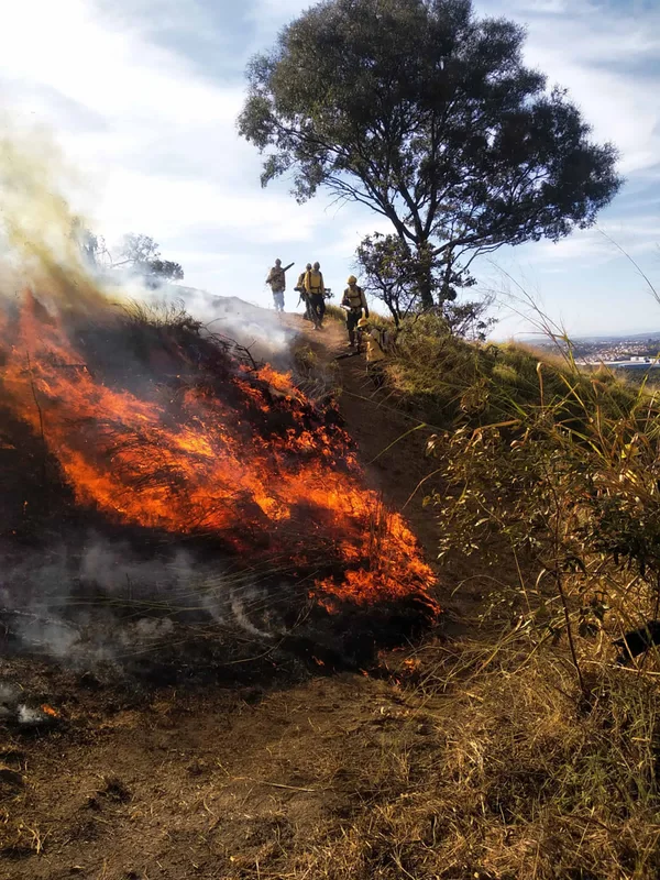 Guardiões da natureza, brigadistas atuam de forma fundamental no combate a incêndios florestais