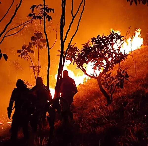 Guardiões da natureza, brigadistas atuam de forma fundamental no combate a incêndios florestais