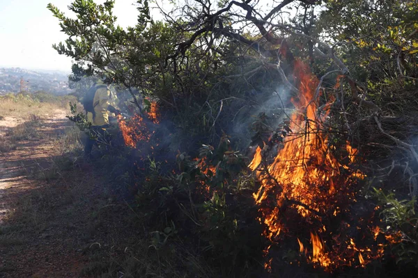 Guardiões da natureza, brigadistas atuam de forma fundamental no combate a incêndios florestais
