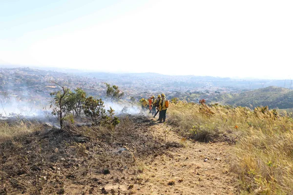 Guardiões da natureza, brigadistas atuam de forma fundamental no combate a incêndios florestais
