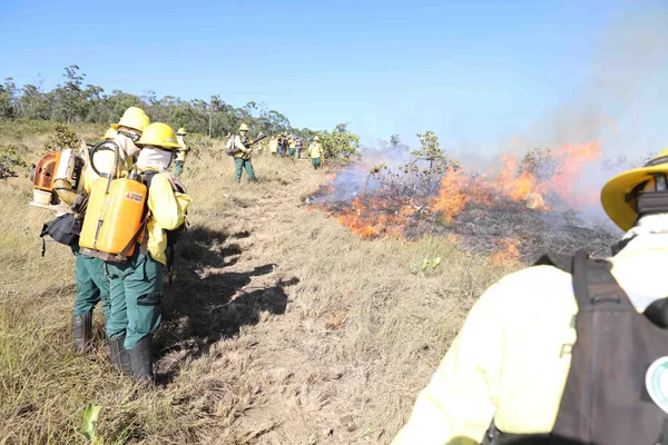 Guardiões da natureza, brigadistas atuam de forma fundamental no combate a incêndios florestais