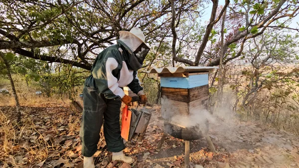 Entrega de kits de apicultura pelo Governo de Minas impulsiona a produção de mel no estado