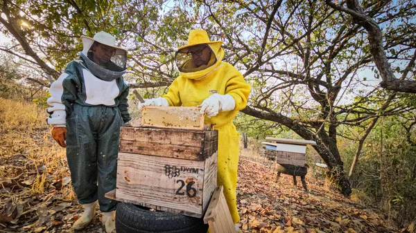 Entrega de kits de apicultura pelo Governo de Minas impulsiona a produção de mel no estado