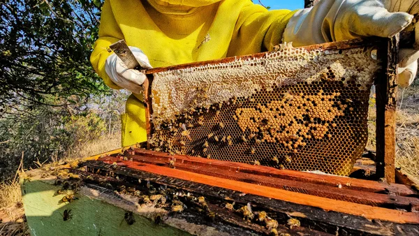 Entrega de kits de apicultura pelo Governo de Minas impulsiona a produção de mel no estado