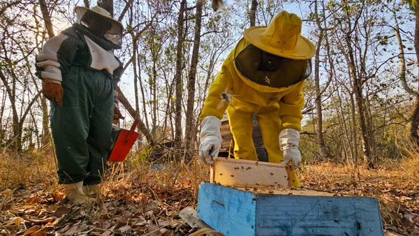 Entrega de kits de apicultura pelo Governo de Minas impulsiona a produção de mel no estado