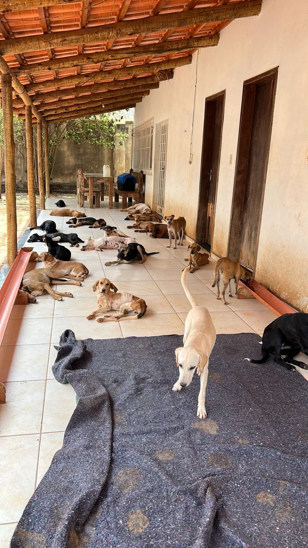 Governo de Minas promove políticas públicas que reforçam combate ao abandono de animais domésticos 