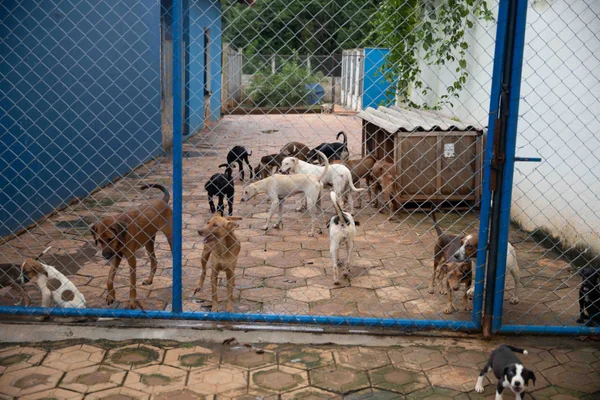 Governo de Minas promove políticas públicas que reforçam combate ao abandono de animais domésticos 