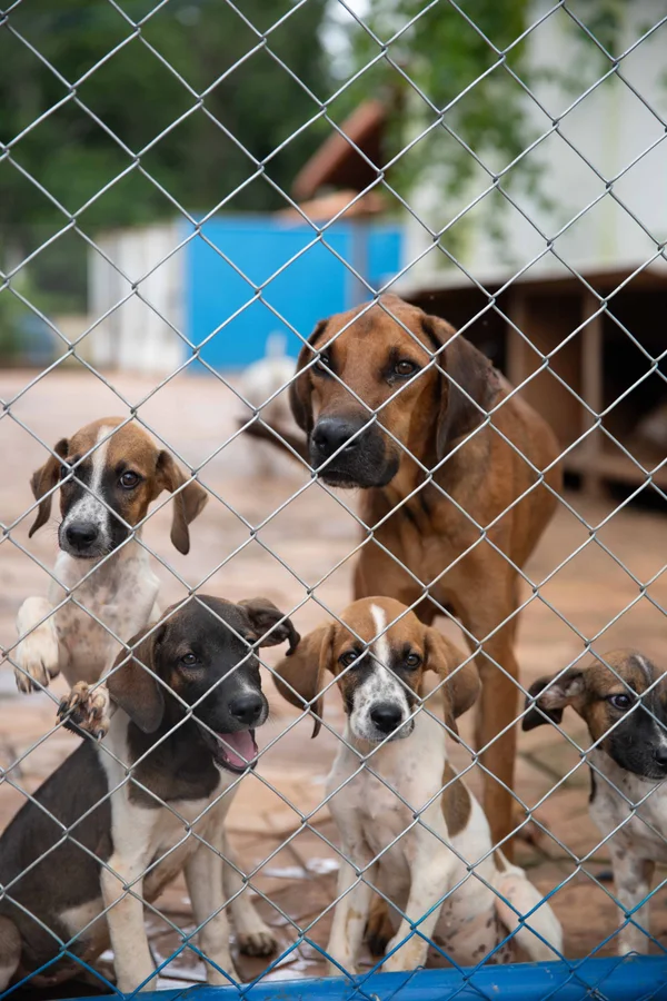 Governo de Minas promove políticas públicas que reforçam combate ao abandono de animais domésticos 