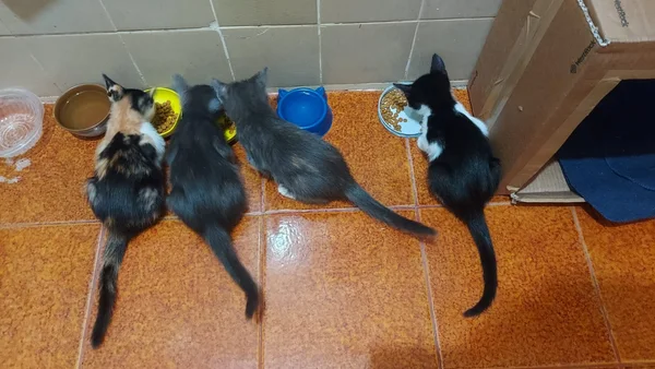 Governo de Minas promove políticas públicas que reforçam combate ao abandono de animais domésticos 