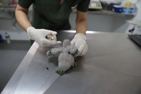 Os Cetras são estruturas que recuperam animais resgatados em apreensões, entregas voluntárias e salvamentos, em áreas urbanas e rurais