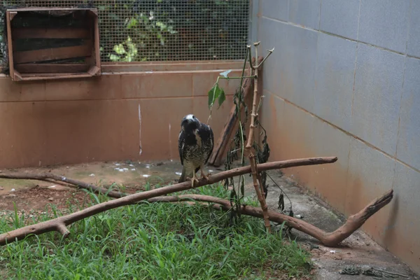 Os Cetras são estruturas que recuperam animais resgatados em apreensões, entregas voluntárias e salvamentos, em áreas urbanas e rurais