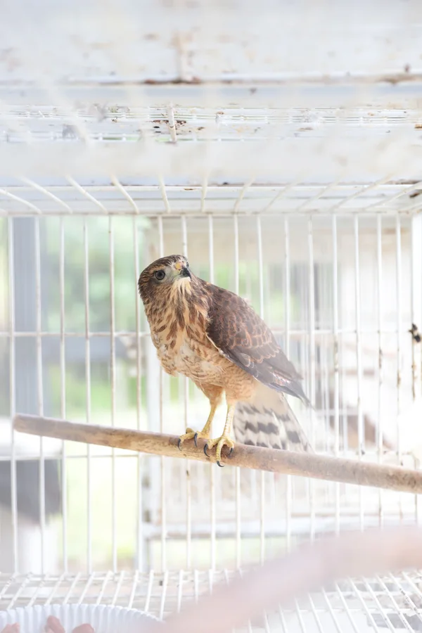 Os Cetras são estruturas que recuperam animais resgatados em apreensões, entregas voluntárias e salvamentos, em áreas urbanas e rurais