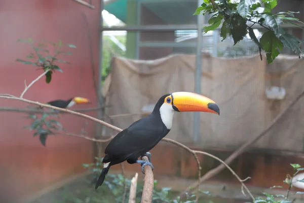 Os Cetras são estruturas que recuperam animais resgatados em apreensões, entregas voluntárias e salvamentos, em áreas urbanas e rurais