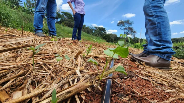 Projeto que cuida da saúde do solo vai abranger 1,8 mil propriedades rurais de Minas Gerais