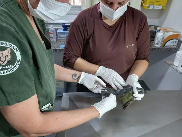Aves vítimas do tráfico são reabilitadas no Cetras de Divinópolis e se preparam para retorno à natureza