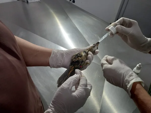Aves vítimas do tráfico são reabilitadas no Cetras de Divinópolis e se preparam para retorno à natureza