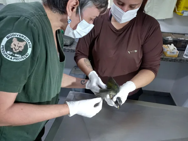 Aves vítimas do tráfico são reabilitadas no Cetras de Divinópolis e se preparam para retorno à natureza