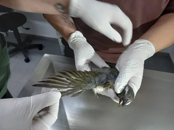 Aves vítimas do tráfico são reabilitadas no Cetras de Divinópolis e se preparam para retorno à natureza