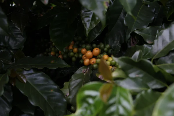 Concursos de café triplicam valor de grãos premiados e transformam a renda de famílias em Minas Gerais