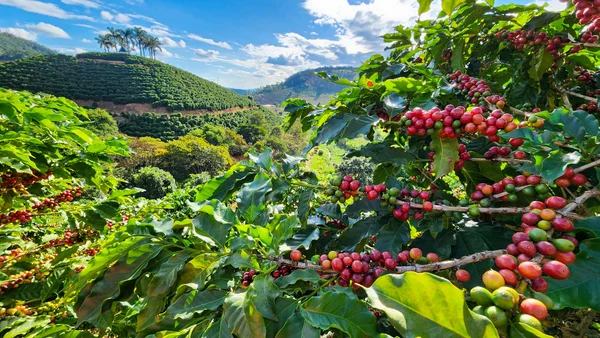 Concursos de café triplicam valor de grãos premiados e transformam a renda de famílias em Minas Gerais