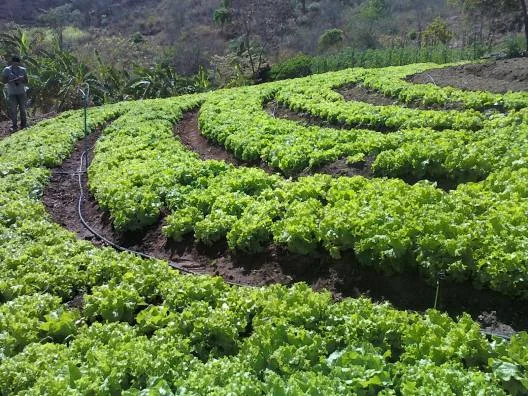 Trabalho feito por famílias na produção da agricultura orgânica