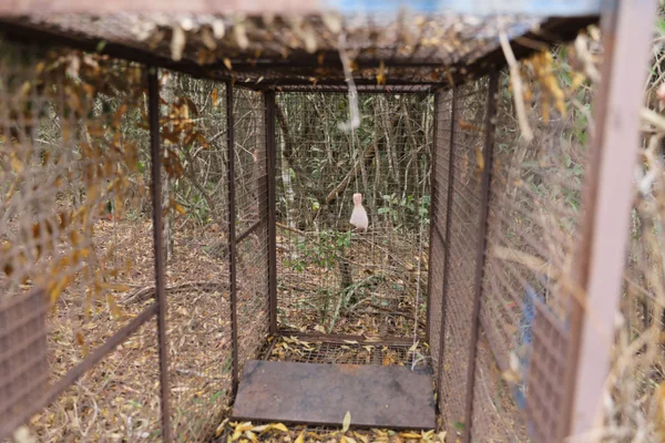 Conheça o sistema de monitoramento que fortalece a conservação de animais silvestres no Parque do Rola-Moça, em Minas Gerais