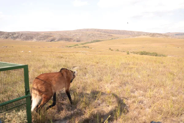 Conheça o sistema de monitoramento que fortalece a conservação de animais silvestres no Parque do Rola-Moça, em Minas Gerais