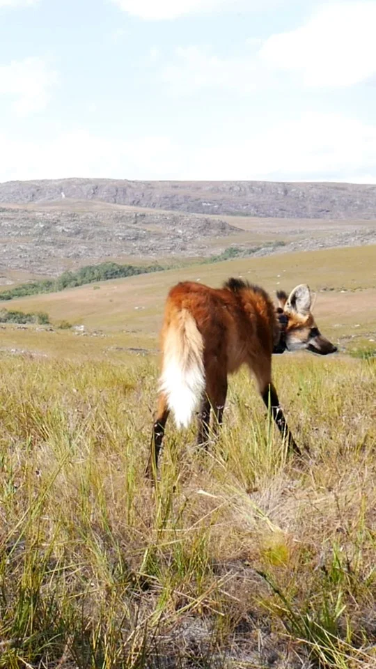 Conheça o sistema de monitoramento que fortalece a conservação de animais silvestres no Parque do Rola-Moça, em Minas Gerais