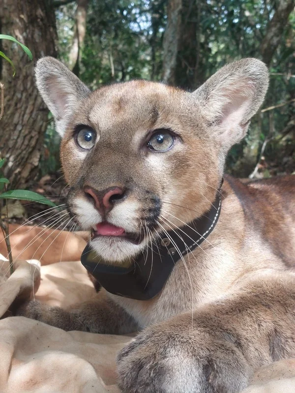 Conheça o sistema de monitoramento que fortalece a conservação de animais silvestres no Parque do Rola-Moça, em Minas Gerais