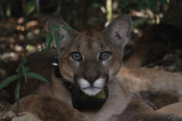 Conheça o sistema de monitoramento que fortalece a conservação de animais silvestres no Parque do Rola-Moça, em Minas Gerais