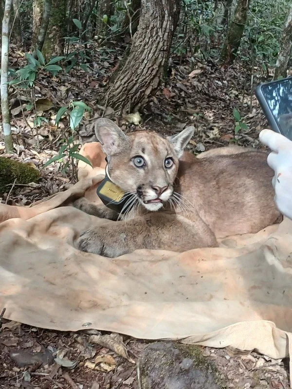 Conheça o sistema de monitoramento que fortalece a conservação de animais silvestres no Parque do Rola-Moça, em Minas Gerais
