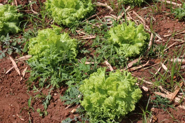 Hortas circulares são alternativa de renda para agricultores familiares em Minas Gerais
