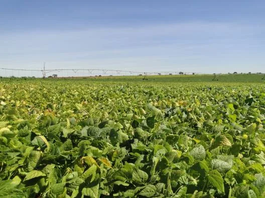 União, Majestoso e Madrepérola foram as três novas cultivares apresentadas
