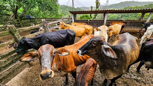 Governo de Minas amplia região do Queijo Minas Artesanal do Serro com inclusão de Congonhas do Norte