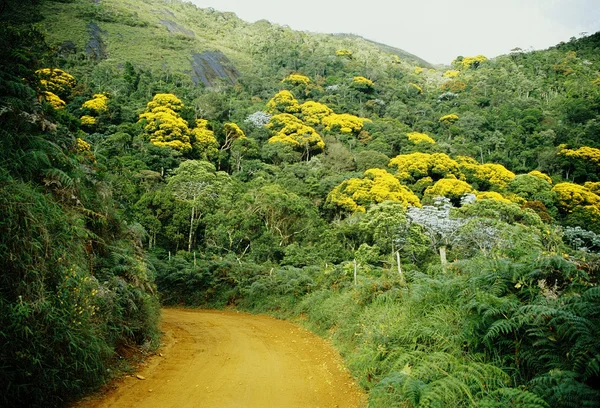 Instituto Estadual de Florestas divulga vencedores de credenciamento para comercialização de alimentos no Parque Estadual da Serra do Brigadeiro