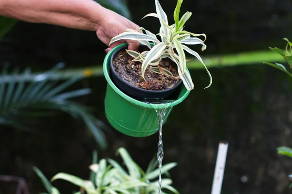Cuidados com vasos de plantas podem evitar criadouros do mosquito Aedes aegypti