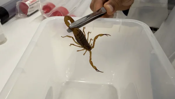 Escorpião-amarelo (Tityus serrulatus)